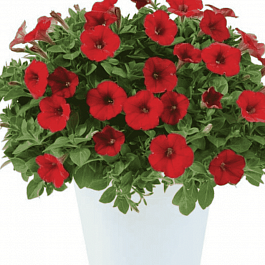 Петуния Littletunia Bright Red (Кашпо)