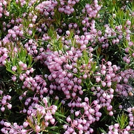 Андромеда Compacta