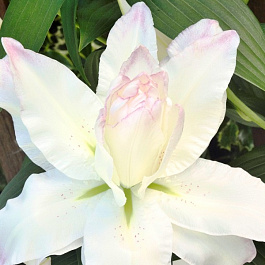 Лилия азиатская махровая Сноуборд Лилия азиатская махровая Сноуборд