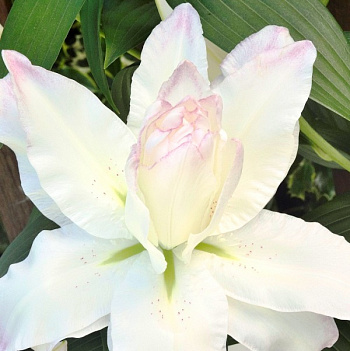Лилия азиатская махровая Сноуборд