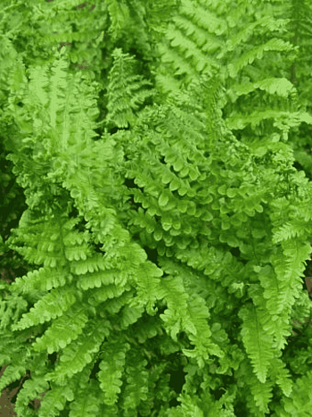 Щитовник мужской Cristata