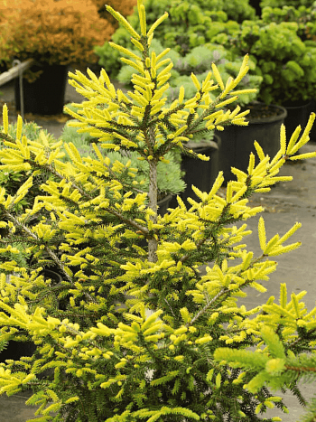 Ель восточная Golden Start