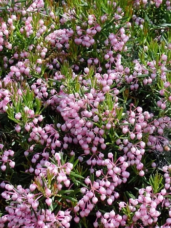 Андромеда Compacta