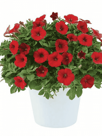 Петуния Littletunia Bright Red (Кашпо)