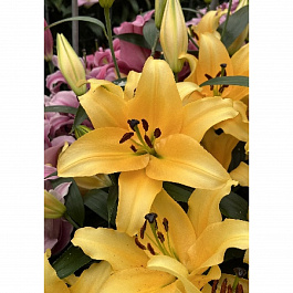 Лилия ОТ-гибрид Авокадо НАБОР 2ШТ (2+2)