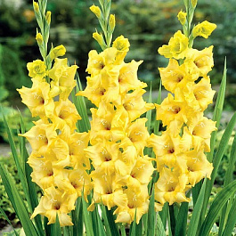 Гладиолус крупноцветковый Харизма