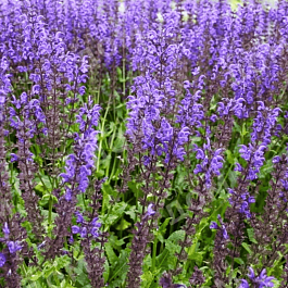 Шалфей дубравный Viola Klose