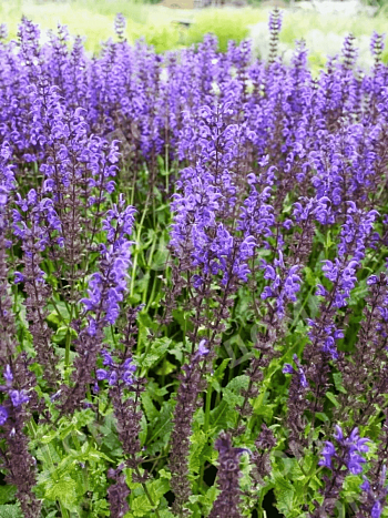 Шалфей дубравный Viola Klose