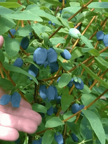 Жимолость плодовая Kapu