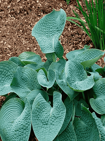 Хоста Abiqua Drinking Gourd