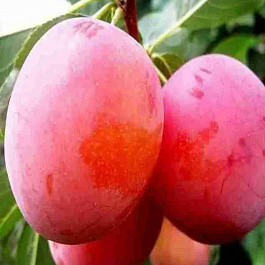 Алыча гибридная Карминная 3-летка