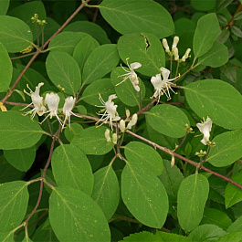 Жимолость обыкновенная