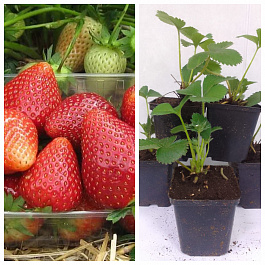 Земляника садовая Дукат НАБОР 5ШТ