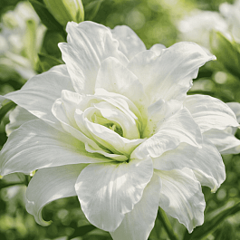 Лилия Pura Puro