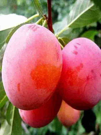 Алыча гибридная Карминная 3-летка