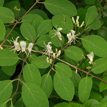 Жимолость обыкновенная