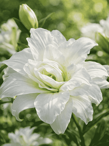 Лилия Pura Puro