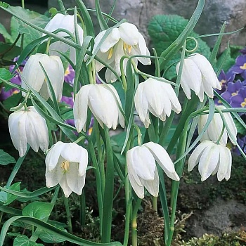 Рябчик Meleagris alba