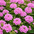 Вербена гибридная Pink Bicolour