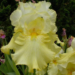 Ирис бородатый Перфект Интерлюд