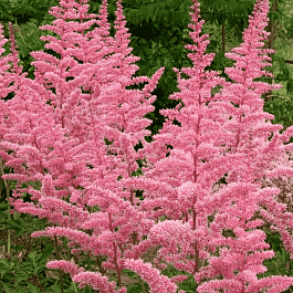 Астильба Арендса Cattleya