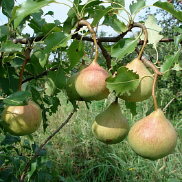 Груша плодовая Памяти Яковлева Груша плодовая Памяти Яковлева