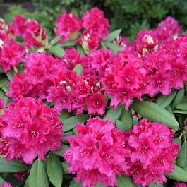 Рододендрон гибридный Неон Кисс