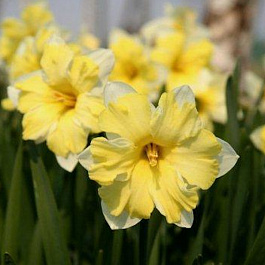 Нарцисс с расщеплённой коронкой Притти ин Йеллоу