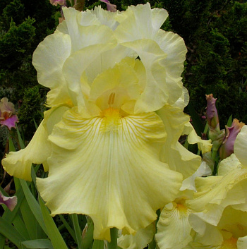 Ирис бородатый Перфект Интерлюд