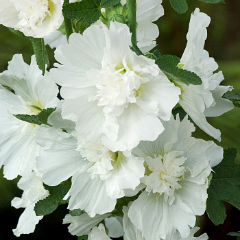 Шток-роза (Мальва) розовая Пленифлора Бланк