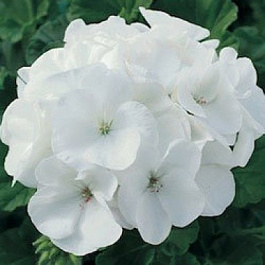 Пеларгония зональная Маверик Вайт
