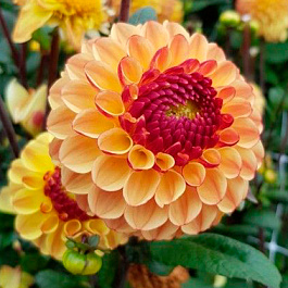 Георгина Декоративная Саммер Хейз