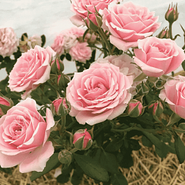 Роза спрей Gracia