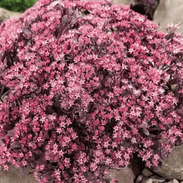 Очиток гибридный Sunsparkler Plum Dazzle