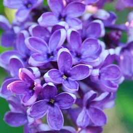 Сирень обыкновенная Сиреневое счастье