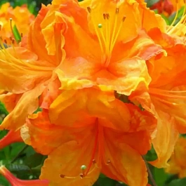 Азалия Glowing Embers