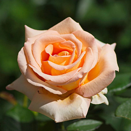 Роза чайно-гибридная Гейша