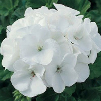 Пеларгония зональная Маверик Вайт