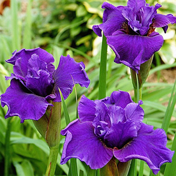 Ирис сибирский Раффлд Плас