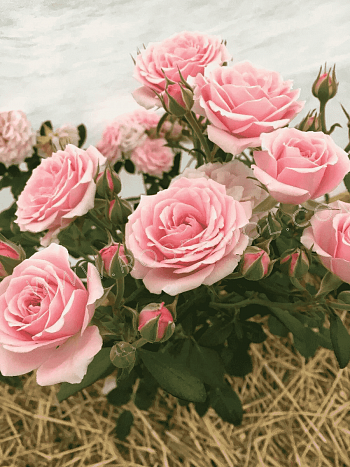 Роза спрей Gracia