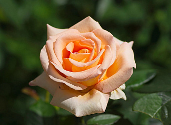 Роза чайно-гибридная Гейша