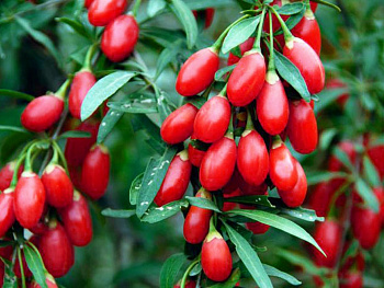 Годжи Нью Биг