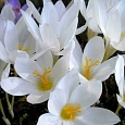 Крокус Ботанический Speciosus Alba