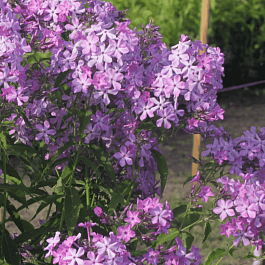 Флокс метельчатый Гибрид Квасникова