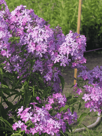 Флокс метельчатый Гибрид Квасникова