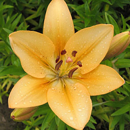 Лилия ЛА-гибрид Сэлмон Классик