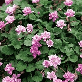 Аистник изменчивый Flore Pleno