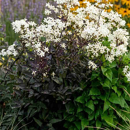 Клематис прямой Purpurea