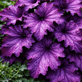 Гейхера Forever Purple