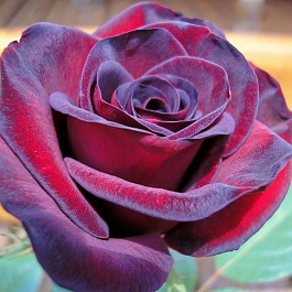 Роза чайно-гибридная Шварце Мадонна